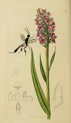 Britishentomologyvolume3Plate423 by John Curtis
. Used under a Public domain license.