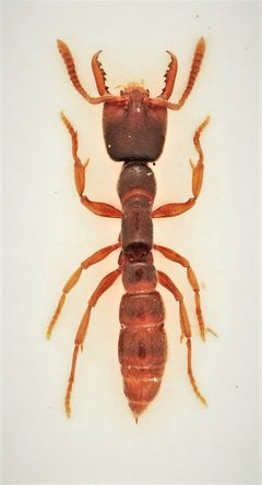 Stigmatomma pallipes 275979386 by Nick Bédard. Used under a CC0 license.