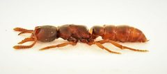 Stigmatomma pallipes 275979402 by Nick Bédard. Used under a CC0 license.