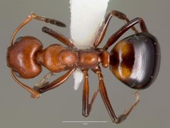 Dolichoderus mariae casent0003312 dorsal 1 by wikipedia. Used under a CC BY 4.0 license.