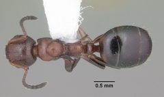 Dolichoderus pustulatus casent0103855 dorsal 1 by April Nobile. Used under a CC BY 4.0 license.