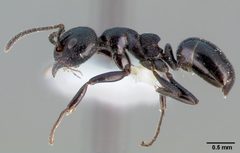 Dolichoderus taschenbergi casent0005172 profile 1 by April Nobile. Used under a CC BY 4.0 license.