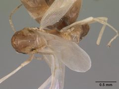 Dorymyrmex bureni casent0102701 dorsal 1 by April Nobile. Used under a CC BY 4.0 license.
