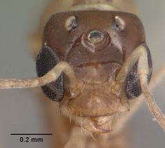Dorymyrmex bureni casent0102701 head 1 by April Nobile. Used under a CC BY 4.0 license.