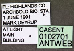 Dorymyrmex bureni casent0102701 label 1 by April Nobile. Used under a CC BY 4.0 license.