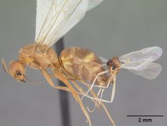 Dorymyrmex bureni casent0102701 profile 2 by April Nobile. Used under a CC BY 4.0 license.
