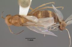 Dorymyrmex bureni casent0103862 dorsal 1 by April Nobile. Used under a CC BY 4.0 license.