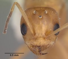 Dorymyrmex bureni casent0103862 head 1 by April Nobile. Used under a CC BY 4.0 license.