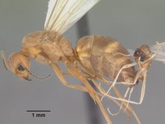 Dorymyrmex bureni casent0103862 profile 1 by April Nobile. Used under a CC BY 4.0 license.