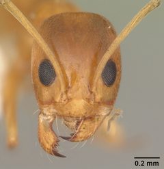 Dorymyrmex bureni casent0103863 head 1 by April Nobile. Used under a CC BY 4.0 license.