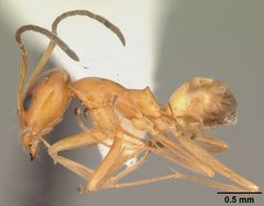 Dorymyrmex bureni casent0103863 profile 1 by April Nobile. Used under a CC BY 4.0 license.