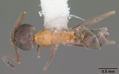 Dorymyrmex flavopectus casent0103887 dorsal 1 by April Nobile. Used under a CC BY 4.0 license.