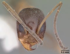 Dorymyrmex flavopectus casent0103887 head 1 by April Nobile. Used under a CC BY 4.0 license.