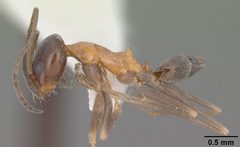 Dorymyrmex flavopectus casent0103887 profile 1 by April Nobile. Used under a CC BY 4.0 license.