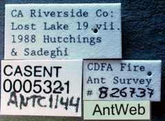 Dorymyrmex flavus casent0005321 label 1 by April Nobile. Used under a CC BY 4.0 license.