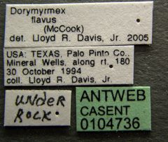 Dorymyrmex flavus casent0104736 label 1 by April Nobile. Used under a CC BY 4.0 license.