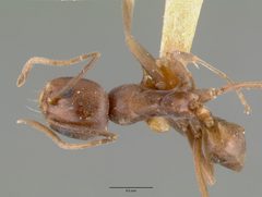 Dorymyrmex flavus castype00614 dorsal 1 by wikipedia. Used under a CC BY 4.0 license.