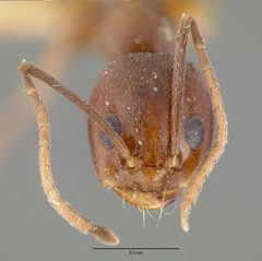 Dorymyrmex flavus castype00614 head 1 by wikipedia. Used under a CC BY 4.0 license.