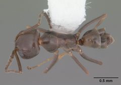 Dorymyrmex grandulus casent0103878 dorsal 1 by April Nobile. Used under a CC BY 4.0 license.