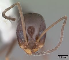Dorymyrmex grandulus casent0103878 head 1 by April Nobile. Used under a CC BY 4.0 license.