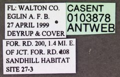 Dorymyrmex grandulus casent0103878 label 1 by April Nobile. Used under a CC BY 4.0 license.