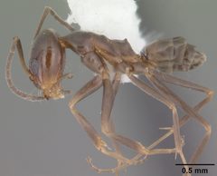 Dorymyrmex grandulus casent0103878 profile 1 by April Nobile. Used under a CC BY 4.0 license.