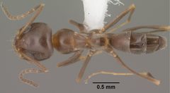 Dorymyrmex insanus casent0102753 dorsal 1 by Jen Fogarty. Used under a CC BY 4.0 license.