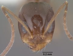 Dorymyrmex insanus casent0102753 head 1 by Jen Fogarty. Used under a CC BY 4.0 license.