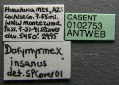 Dorymyrmex insanus casent0102753 label 1 by Jen Fogarty. Used under a CC BY 4.0 license.