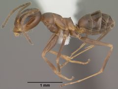 Dorymyrmex insanus casent0102753 profile 1 by Jen Fogarty. Used under a CC BY 4.0 license.