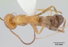 Dorymyrmex insanus casent0179520 dorsal 1 by Erin Prado. Used under a CC BY 4.0 license.
