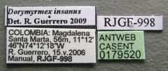 Dorymyrmex insanus casent0179520 label 1 by Michele Esposito. Used under a CC BY 4.0 license.