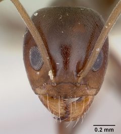 Dorymyrmex smithi casent0103442 head 1 by April Nobile. Used under a CC BY 4.0 license.