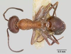 Dorymyrmex smithi casent0103443 dorsal 1 by April Nobile. Used under a CC BY 4.0 license.