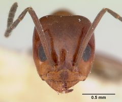 Dorymyrmex smithi casent0103443 head 1 by April Nobile. Used under a CC BY 4.0 license.