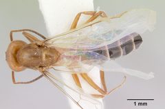 Dorymyrmex smithi casent0103444 dorsal 1 by April Nobile. Used under a CC BY 4.0 license.