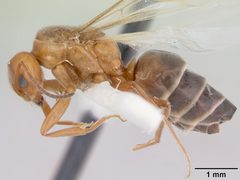 Dorymyrmex smithi casent0103444 profile 1 by April Nobile. Used under a CC BY 4.0 license.