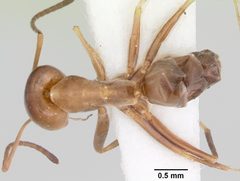 Dorymyrmex smithi casent0103445 dorsal 1 by April Nobile. Used under a CC BY 4.0 license.