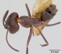 Dorymyrmex smithi casent0103446 dorsal 1 by April Nobile. Used under a CC BY 4.0 license.