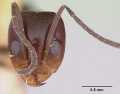Dorymyrmex smithi casent0103446 head 1 by April Nobile. Used under a CC BY 4.0 license.