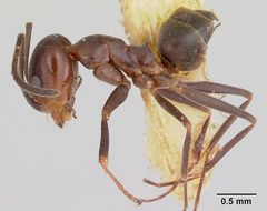 Dorymyrmex smithi casent0103446 profile 1 by April Nobile. Used under a CC BY 4.0 license.