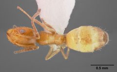 Forelius mccooki casent0005322 dorsal 1 by April Nobile. Used under a CC BY 4.0 license.