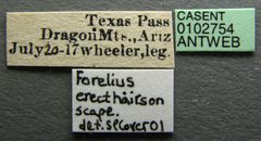 Forelius mccooki casent0102754 label 1 by Jen Fogarty. Used under a CC BY 4.0 license.