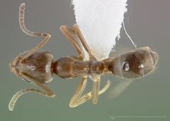 Linepithema humile casent0005323 dorsal 1 by wikipedia. Used under a CC BY 4.0 license.