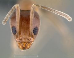 Linepithema humile casent0006019 head 1 by April Nobile. Used under a CC BY 4.0 license.