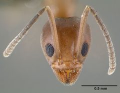 Linepithema humile casent0006020 head 1 by April Nobile. Used under a CC BY 4.0 license.