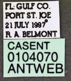 Linepithema humile casent0104070 label 1 by April Nobile. Used under a CC BY 4.0 license.