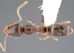 Linepithema humile casent0106983 dorsal 1 by Alex Wild. Used under a CC BY 4.0 license.
