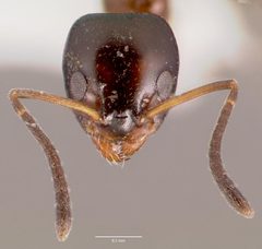 Ochetellus glaber casent0003317 head 1 by wikipedia. Used under a CC BY 4.0 license.