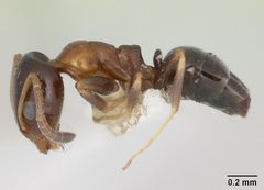 Ochetellus glaber casent0005175 profile 1 by April Nobile. Used under a CC BY 4.0 license.